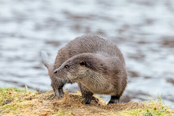 Eurasian Otter (Lutra lutra)