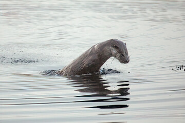 Fototapeta premium Eurasian Otter (Lutra lutra)