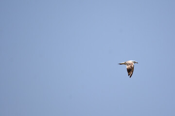 A birds flying in the blue sky. Birds in the wild. Wildlife animals. Flying birds