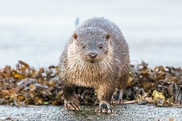 Eurasian Otter (Lutra lutra)
