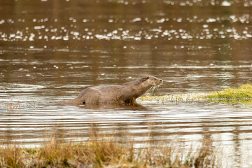 Eurasian Otter (Lutra lutra)