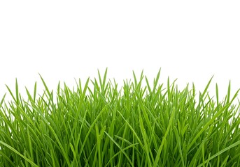 Fototapeta premium A close up view of vibrant green grass blades against a stark white background in bright sunlight