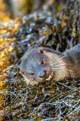 Eurasian Otter (Lutra lutra)