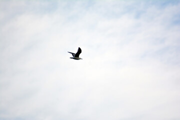 A birds flying in the blue sky. Birds in the wild. Wildlife animals. Flying birds