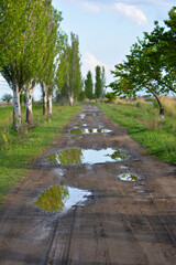 A row of poplars along a country road at sunset. Բirch trees with green grass. Dirt road with puddles and trees in the countryside. 