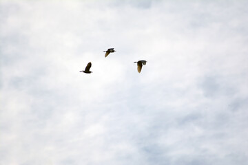 A birds flying in the blue sky. Birds in the wild. Wildlife animals. Flying birds