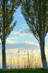 A row of poplars along a country road at sunset. Բirch trees with green grass. Dirt road with...