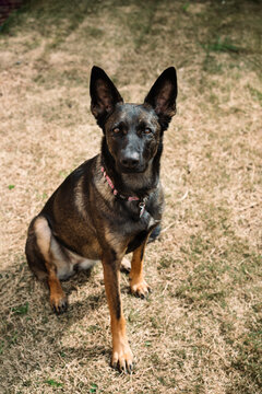Beutiful Belgian Malinois with a dog collard sitting on grass