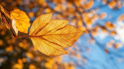 Obraz premium A closeup of a golden leaf with beautiful light and blue sky