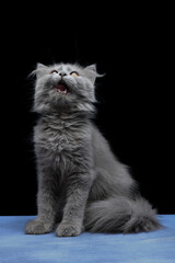 Close-up kitten British longhair on black background