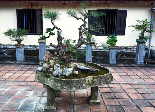 Bonsai trees in an Asia garden.
