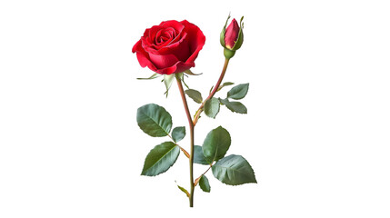 Naklejka premium Single Red Rose with Bud Dark Background Romantic Flower Bloom Nature Beauty
