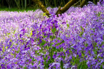 花
