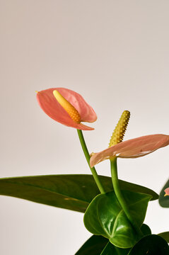 anthurium flowers