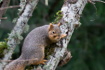 Squirrel Climbing on Mossy Tree Branch