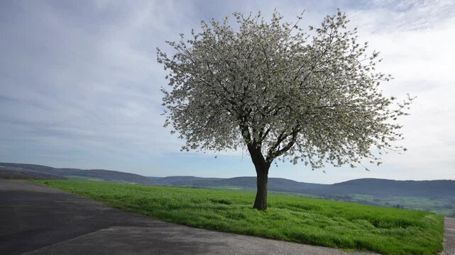 Frei stehender, b&uuml;hender Kirschbaum 
