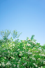 モッコウバラと空