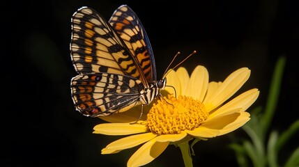 Stunning Butterfly on Yellow Flower Macro Photography