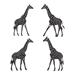 Obraz premium Giraffe Vector Illustrations – Standing Poses in Detailed Black Ink Style