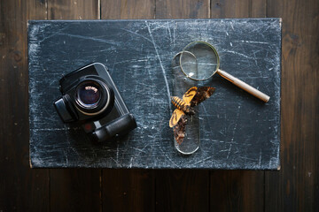 Still life with vintage camera and butterfly