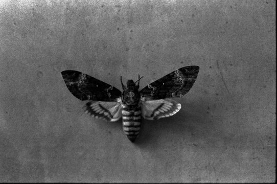 Closeup of hawk moth on textured surface in black and white