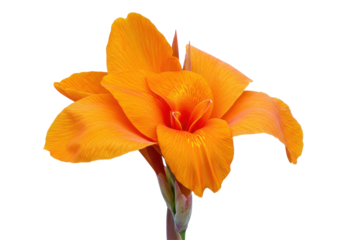 Golden Canna A vivid blossom against the void