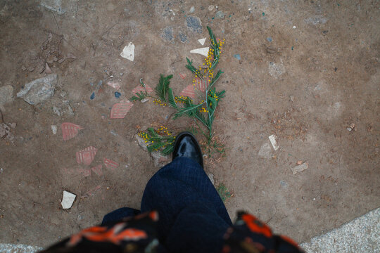 Unrecognizable woman Stepping over mimosa flowers on ground
