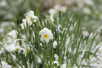 spring flowers under the snow