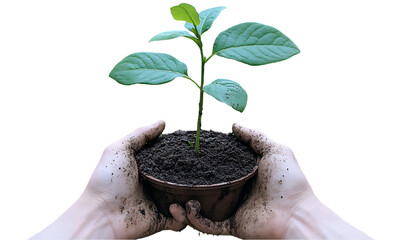 Hands Gently Holding a Young Green Plant in Dark Soil Against a Transparent Background