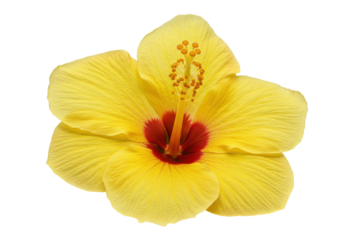Hibiscus bloom golden hue fiery heart pristine in solitude