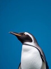 Obraz premium an image of a penguin standing on a rock with a blue sky in the background, there is a penguin that is standing on a rock with a blue sky in the background