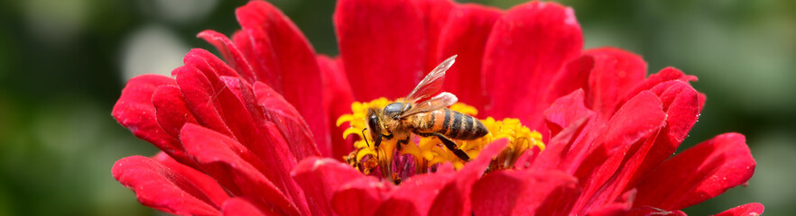 Blumen 1466