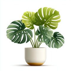 Monstera Plant