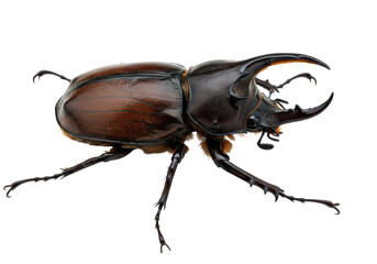 Majestic beetle Brown armor sharp horns stark black backdrop