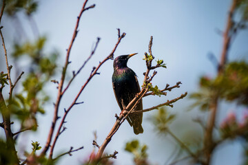 A beautiful starling sits on an apple tree branch
