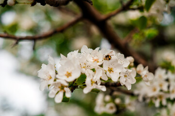 a bee sits on the white flowers of an apple tree in spring