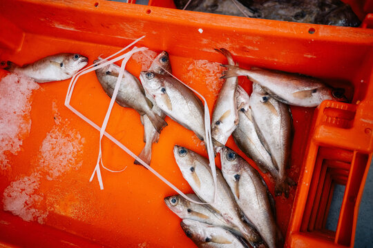 Fresh fish in an orange crate at seafood market