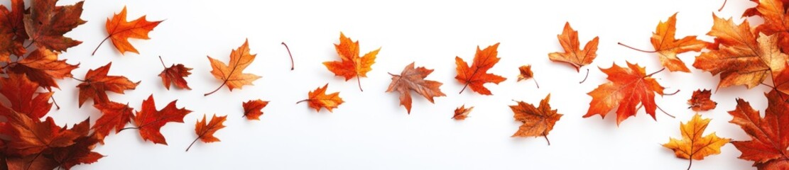 Autumn leaves fall on white background.  Seasonal design