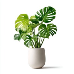Monstera Plant