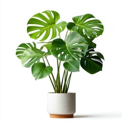Monstera Plant