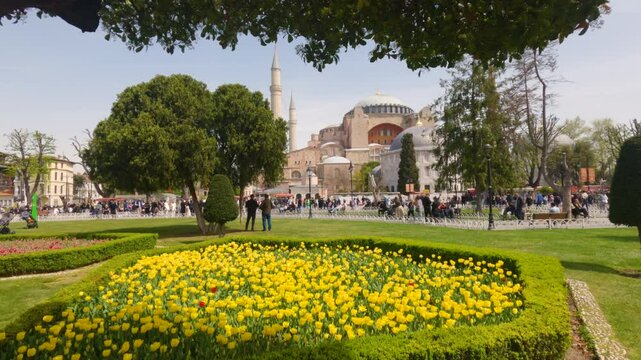 Hagia Sophia Grand Mosque framed by spring trees and vibrant yellow flowers