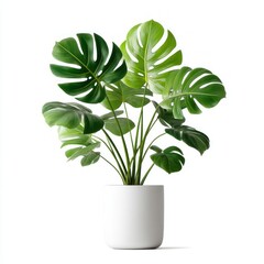Monstera Plant