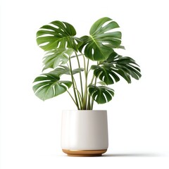 Monstera Plant