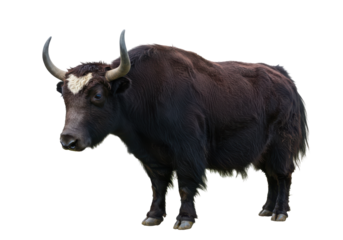 Majestic Yak A solitary herbivore standing tall horns arched against the black