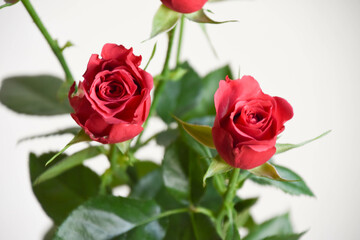 赤い薔薇