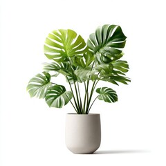 Monstera Plant Stock Image
