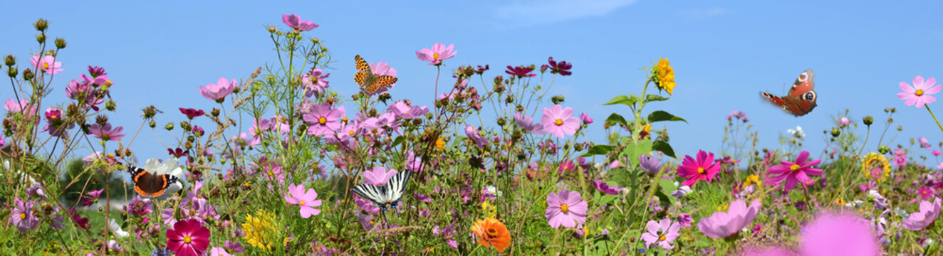 Schmetterling 1304