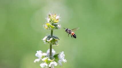bee fly on a flower in garden