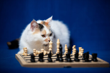 Calico cat curiously observing a chess game on a blue background during a quiet indoor afternoon