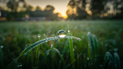 Morning dewdrop reflects sunrise beauty nature's gentle awakening pure magic